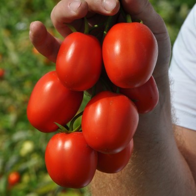 Семена томата Мегрез F1 (1000 семян), Libra Seeds (Erste Zaden)
